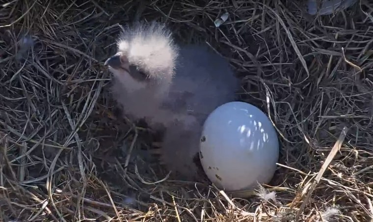 Image: A baby American bald eagle and an unhatched egg in Fort Myers, Florida