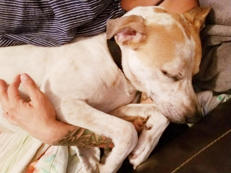 Animal shelter puts dog on Tinder to help him get adopted.