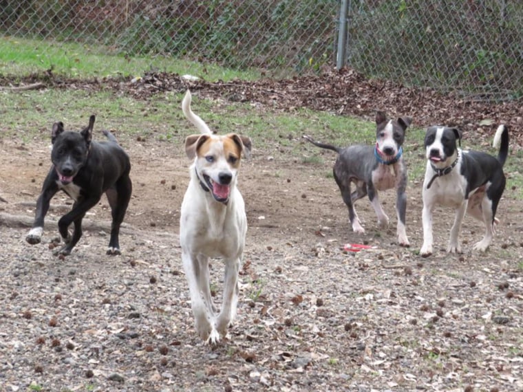 Animal shelter puts dog on Tinder to help him get adopted.