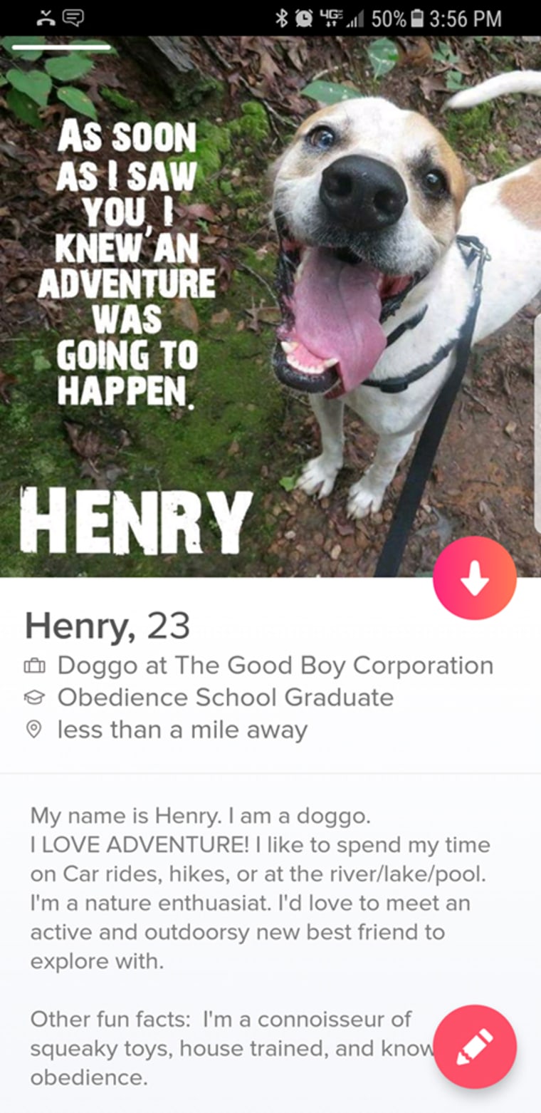 Animal shelter puts dog on Tinder to help him get adopted.