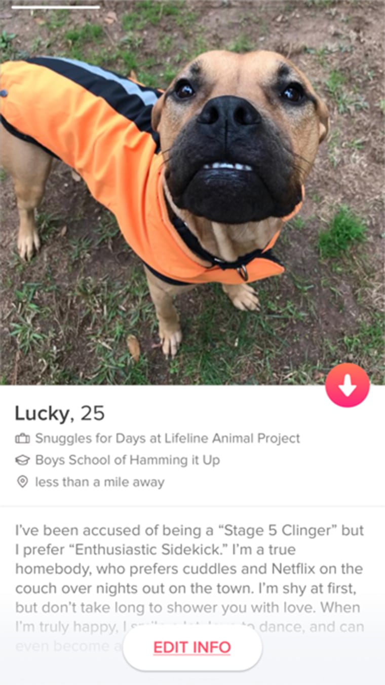 Dogs on Tinder to find adoption match