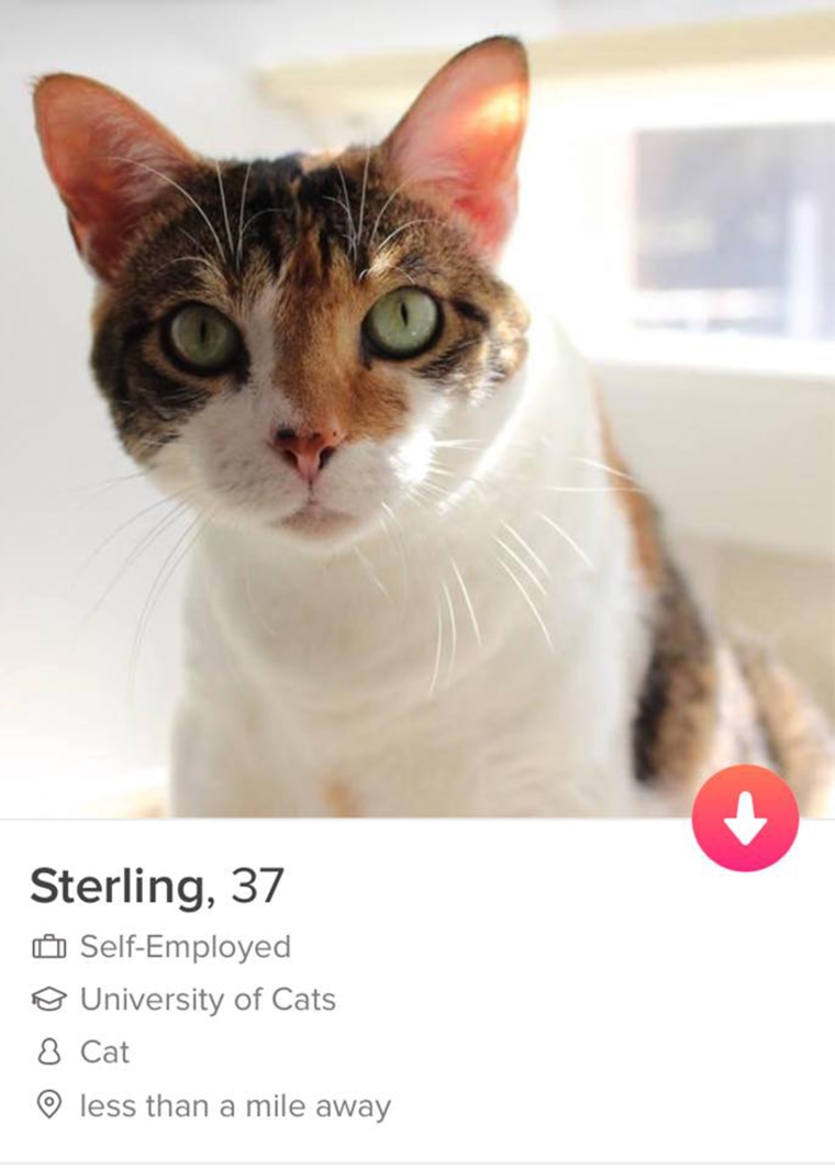 Dogs and cats on Tinder to find furever home