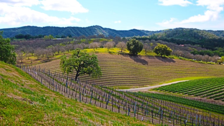 Rolling Paso Robles Vineyards