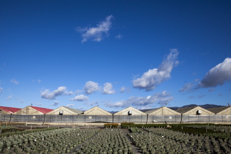 Image: Old cut flower facilities along Spence Road in Salinas will soon be converted to grow marijuana.