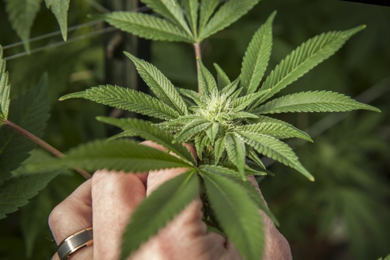 Image: A worker holds a 30 day-old cannabis plant.