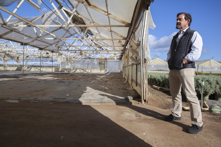 Image:Sol Orchard President &amp; CEO Jeff Brothers surveys old cut flower green houses on a property along Spence Road in Salinas that he will be converting for marijuana farming.