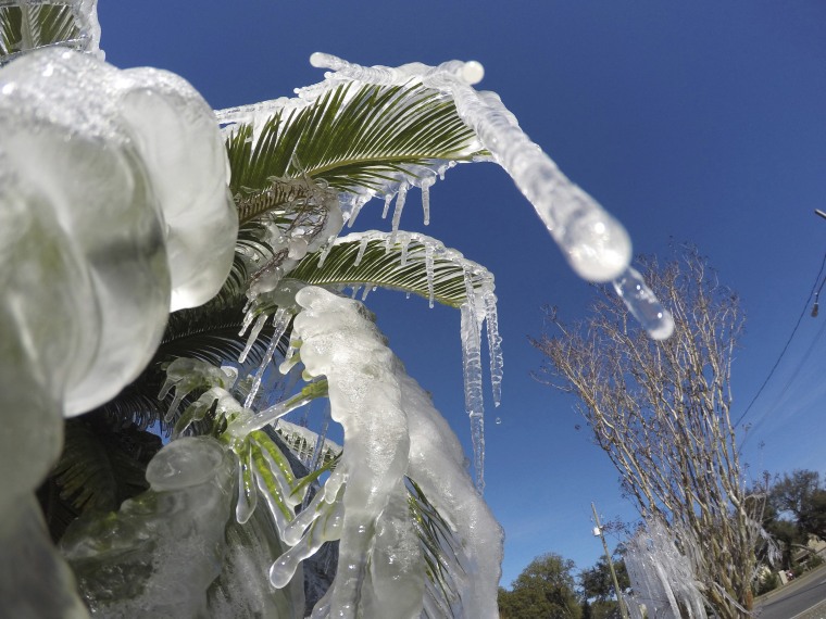 Image: Water is frozen on a tree in Fort Walton Beach,