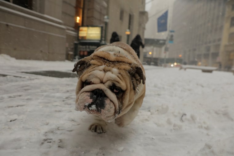 Image: A bulldog walks through the snow during a snowstorm in New York