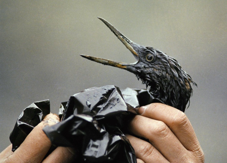 Image: An oil-soaked bird affected by the Exxon Valdez spill in 1989