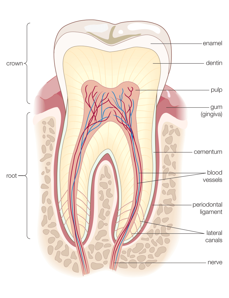 Adult Human Molar