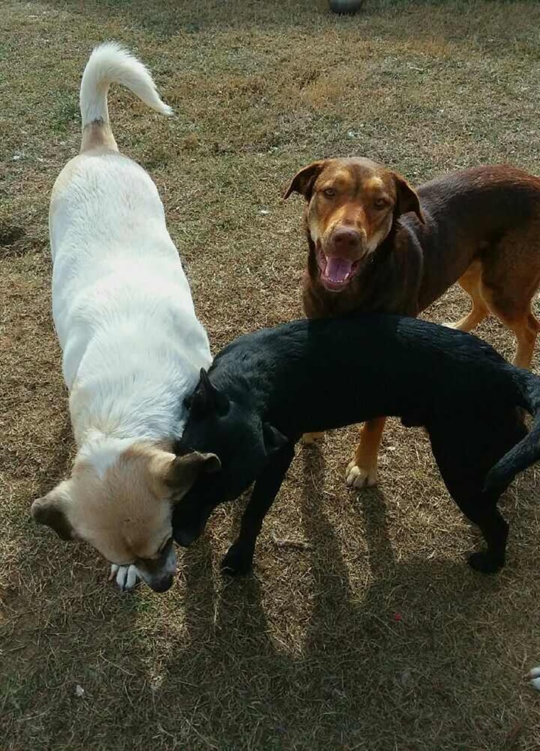 Dog walks 20 miles to visit former home