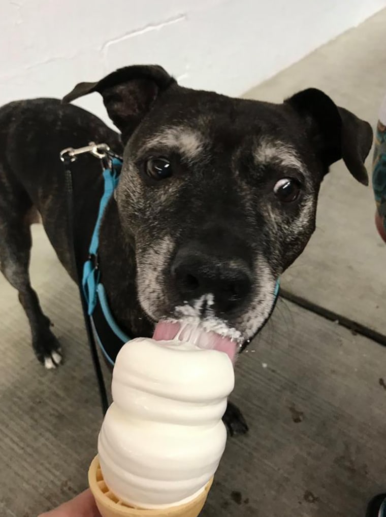 Elderly dog with cancer checks off the final item on her bucket list.
