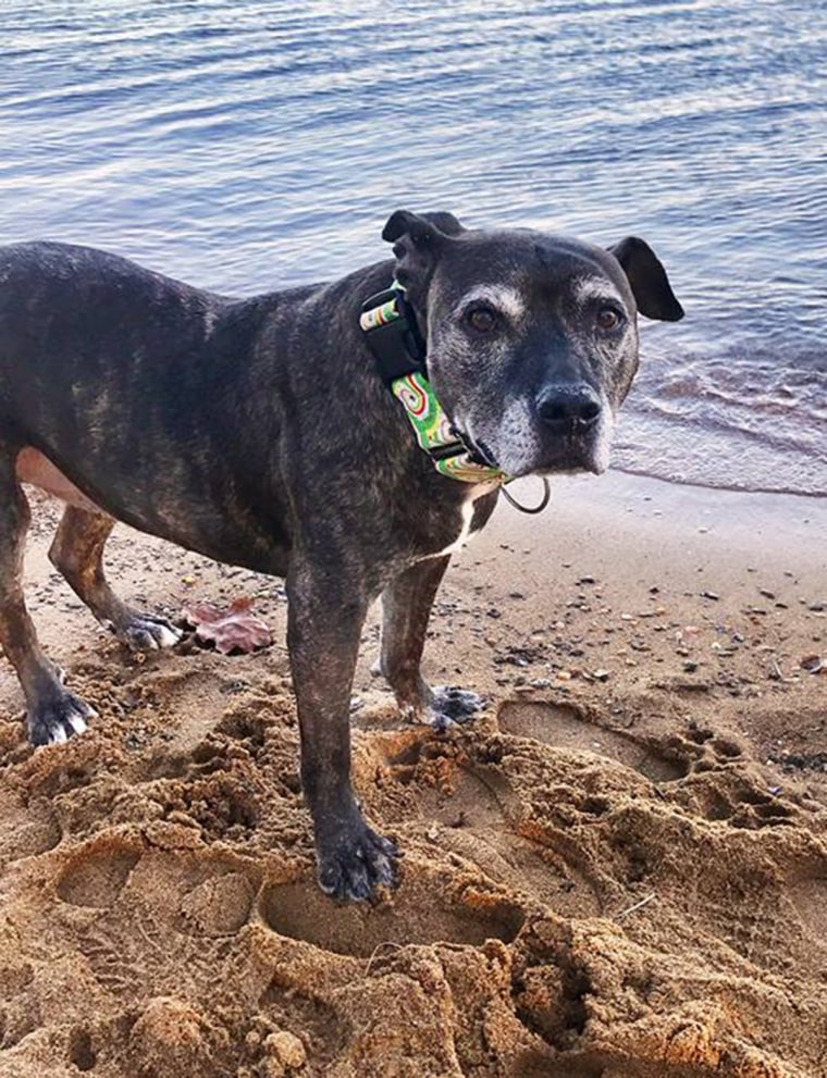 Elderly dog with cancer checks off the final item on her bucket list.