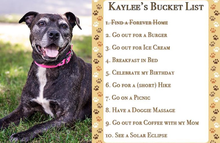 Elderly dog with cancer checks off the final item on her bucket list.