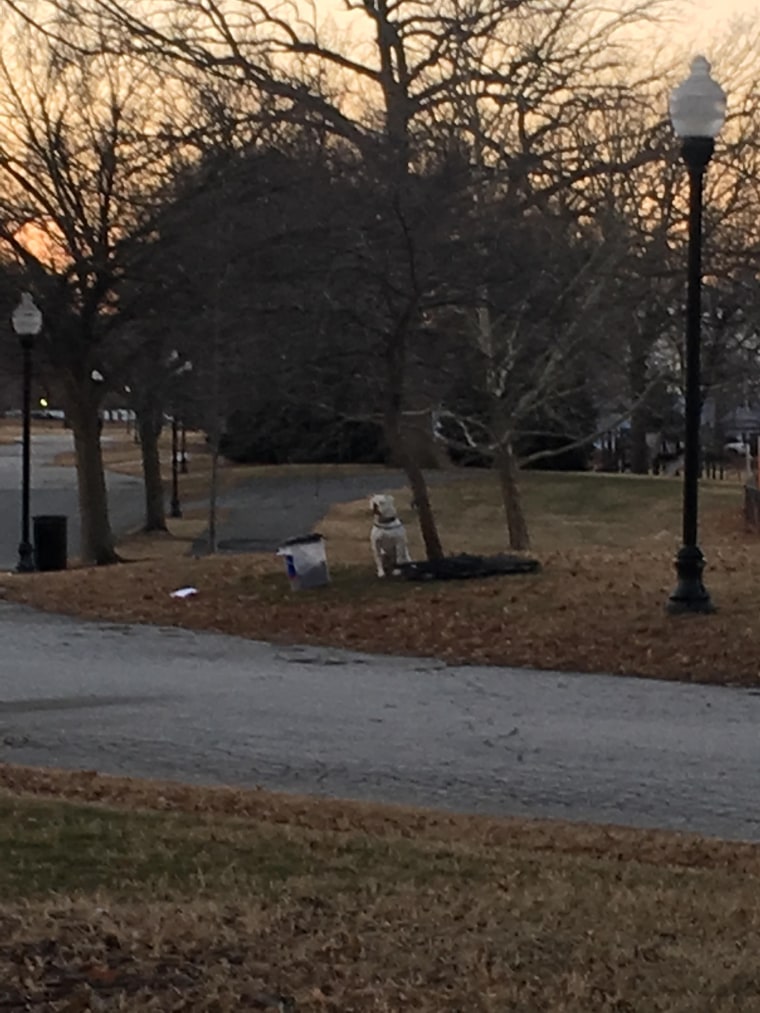 Dog left at park in frigid weather