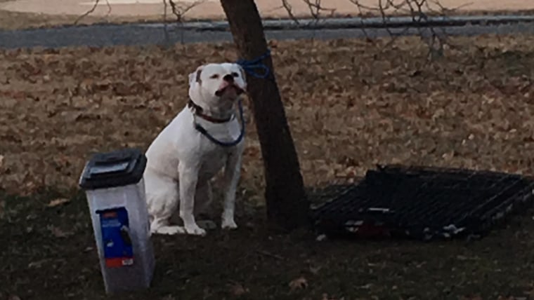 Dog abandoned at park in frigid weather is up for adoption