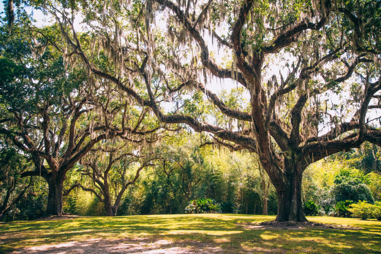 Avery Island trees