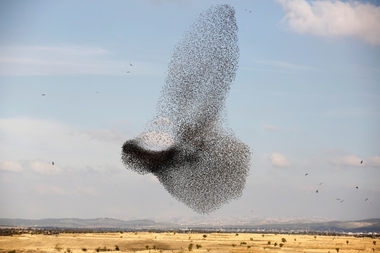 Image: A murmuration of migrating starlings flies over a field