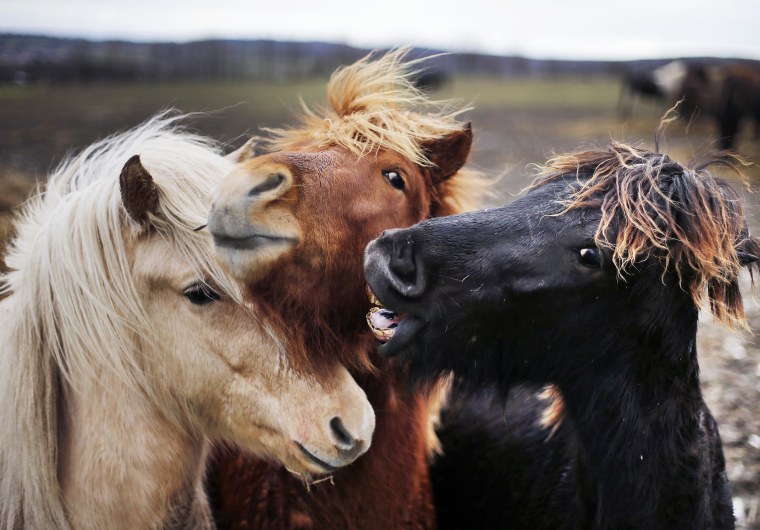 Image: Iceland horses stand together in their paddock in Wehrheim, Germany