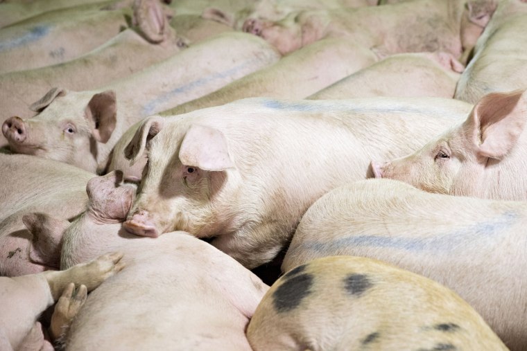 Image: Pigs in a pen before being butchered at a pork processing facility in Missouri