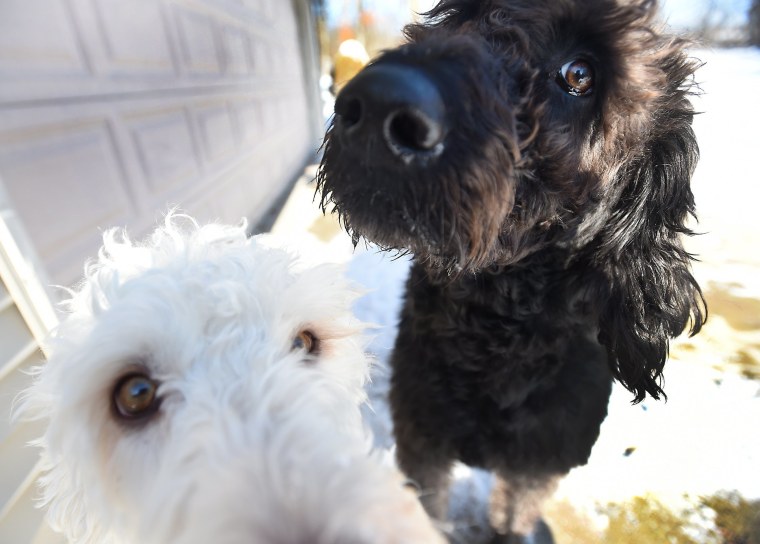 Image: Susan and Lonnie Chester 's labradoodles Eva, bottom, and Adam