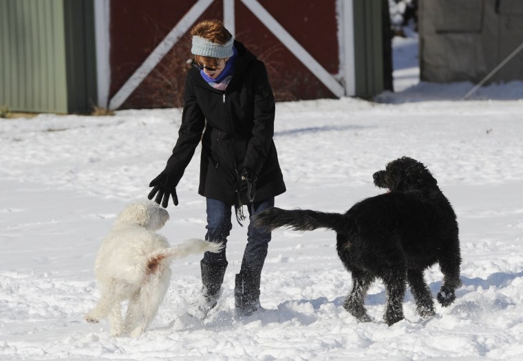 Image: Labradoodles Eva and Adam play with owner Susan Chester