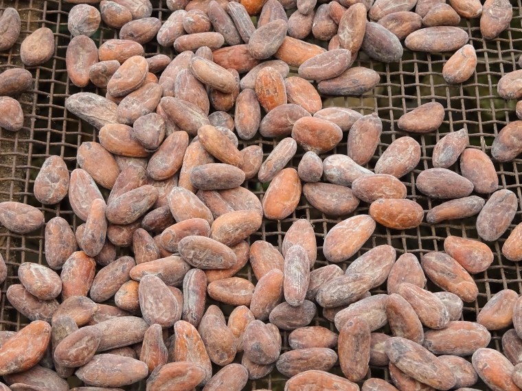 Image: Drying of cocoa beans, Sao Tome and Principe, Africa
