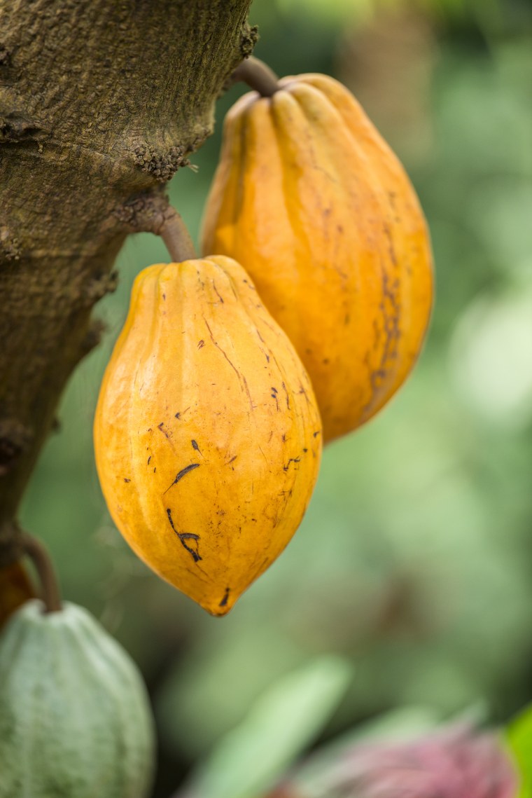 Image: Cacao tree