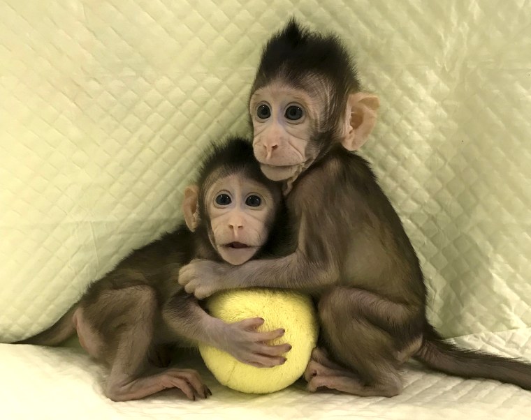 Image: Cloned monkeys Zhong Zhong and Hua Hua