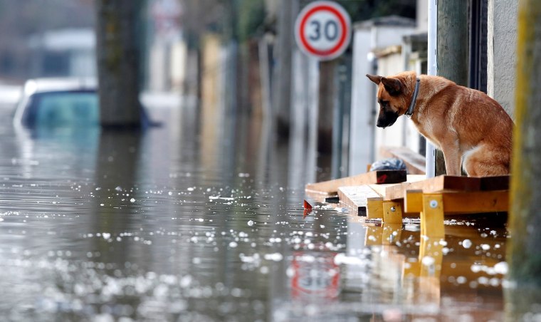 Image: Dog is seen at the entrance of a house in the flooded residential area of Villeneuve-Saint-Georges