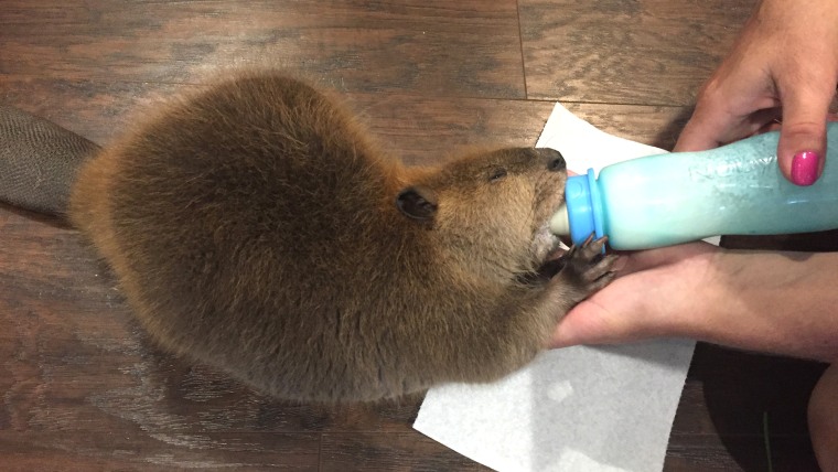 Justin Beaver rescued