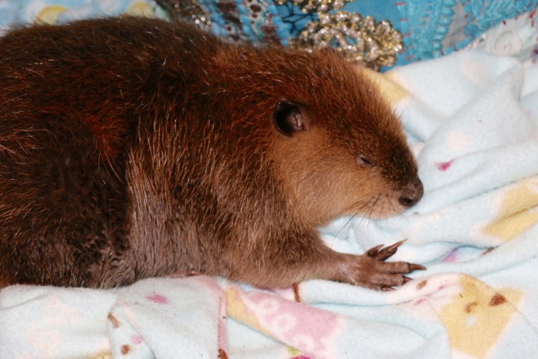 Justin Beaver sleeps sucking on a blanket, because he is the sweetest baby.