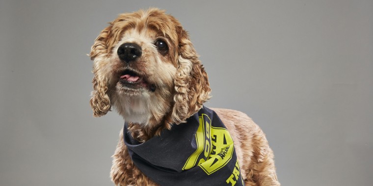 Lexi, a rescued 10-year-old cocker spaniel mix, appears in the first-ever "Dog Bowl" TV special.