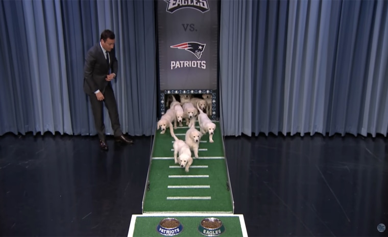 According to the 'Tonight Show' puppies, the winner of Super Bowl LII will  be