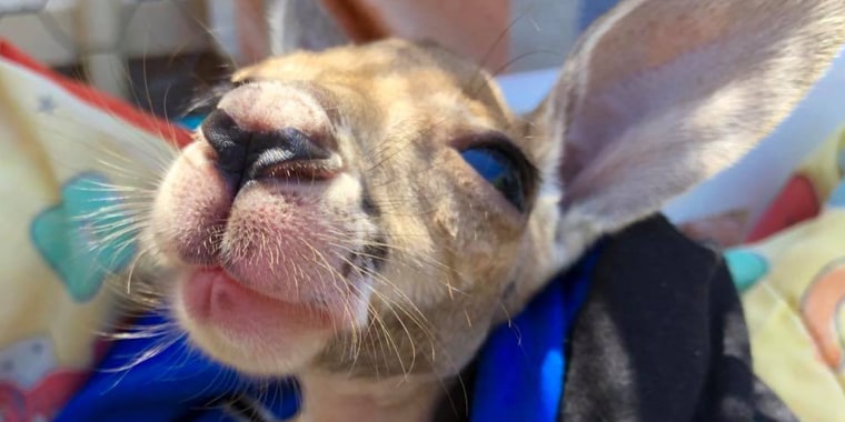 Orphaned baby kangaroo learns to take his first hops.