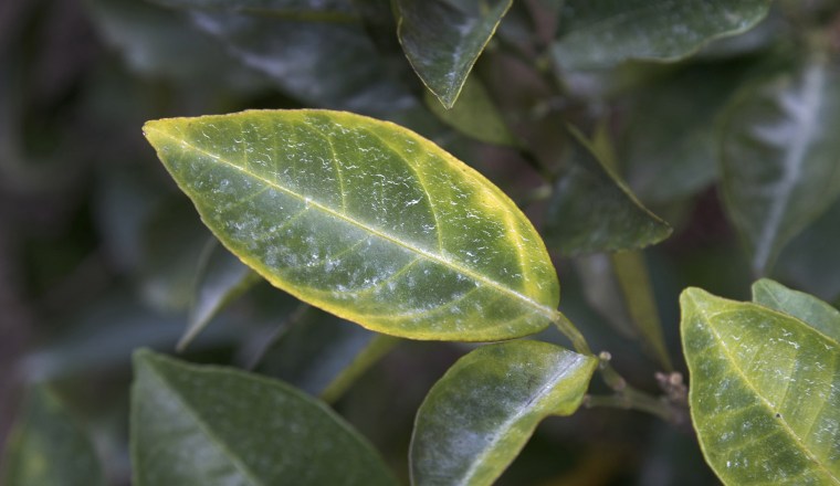 Image: A citrus tree leaf exhibiting discoloration associated with citrus greening