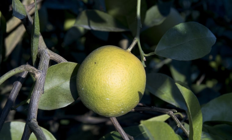 Image: An orange suffering from the effects of citrus greening.