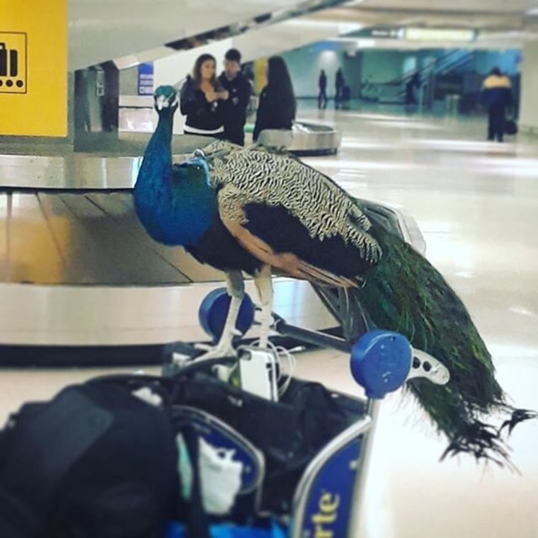 Emotional support peacock denied flight by United Airlines