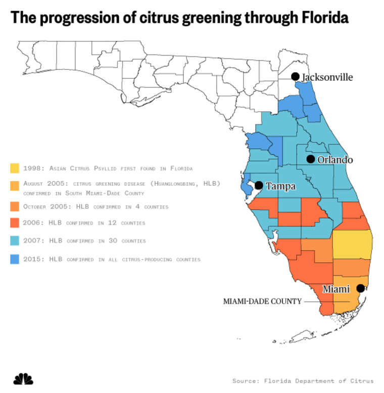 The progression of citrus greening through Florida