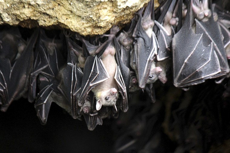 Bats can carry rabies. Any bat found behaving in an unusual manner should be turned in for rabies testing.