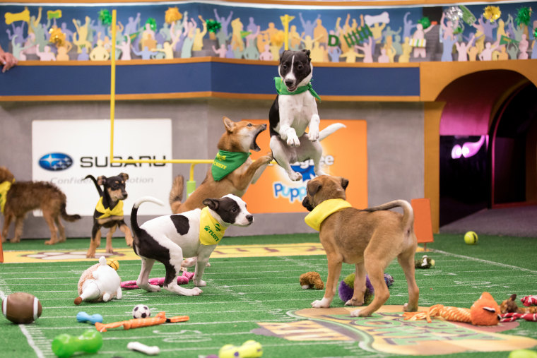 Image: Puppies take the field for Puppy Bowl XIV.