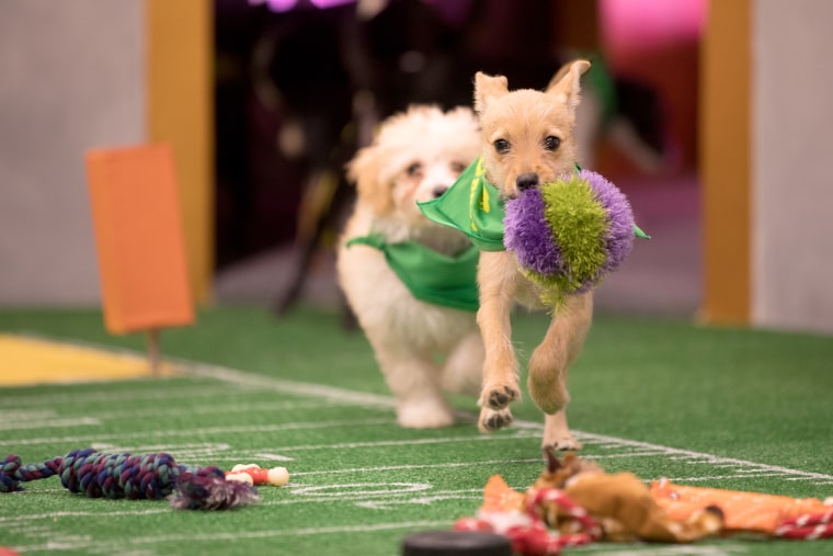 Image: Puppies take the field for Puppy Bowl XIV.