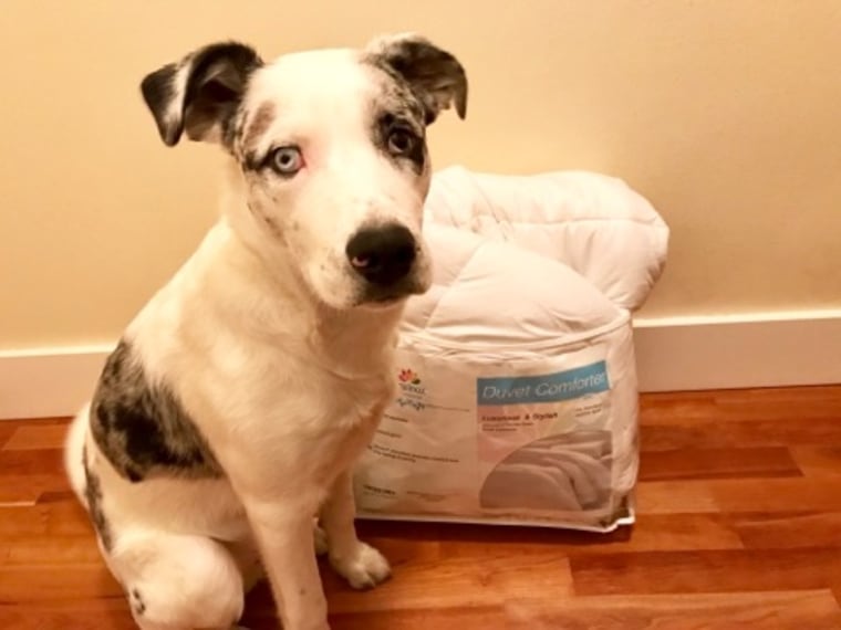 Equinox alternative comforter in package with dog for scale
