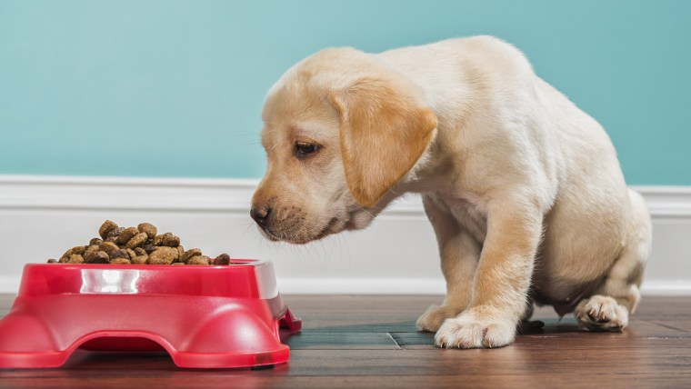 A Yellow Labrador puppy smelling kibble in a pet dish, - 7 weeks old