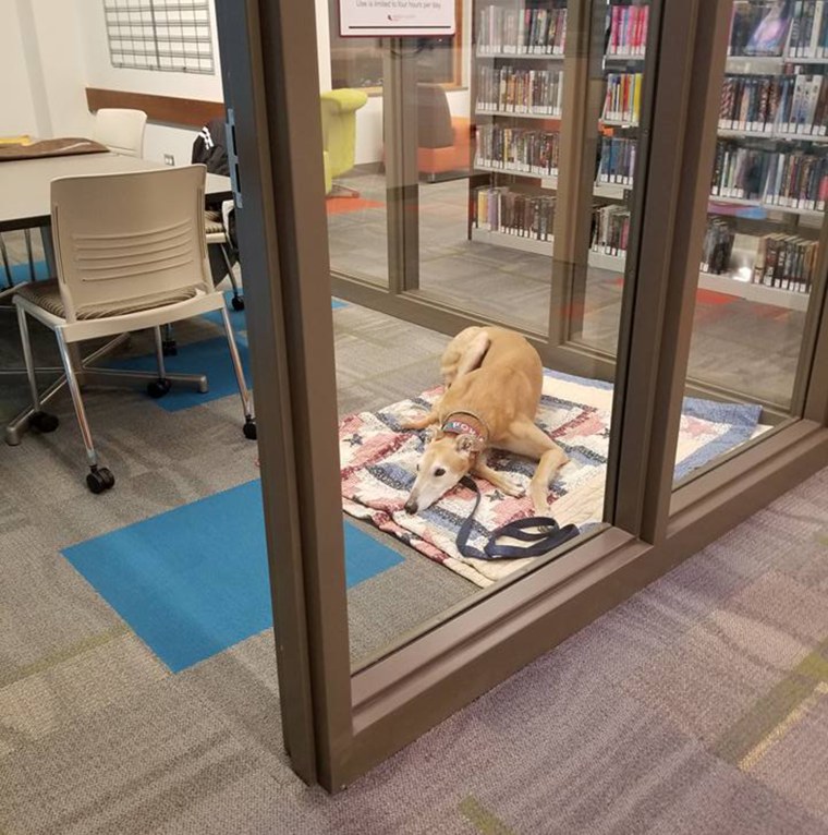 Sting sat in his usual spot at the library, only no one was there to read to him on that fateful day.