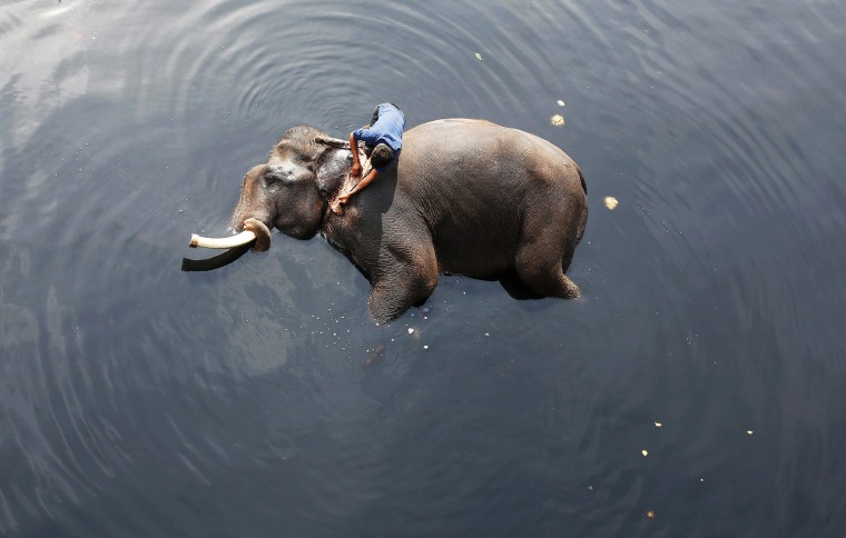 A mahout bathes his elephant in the Yamuna river in New Delhi on Feb. 6, 2018.