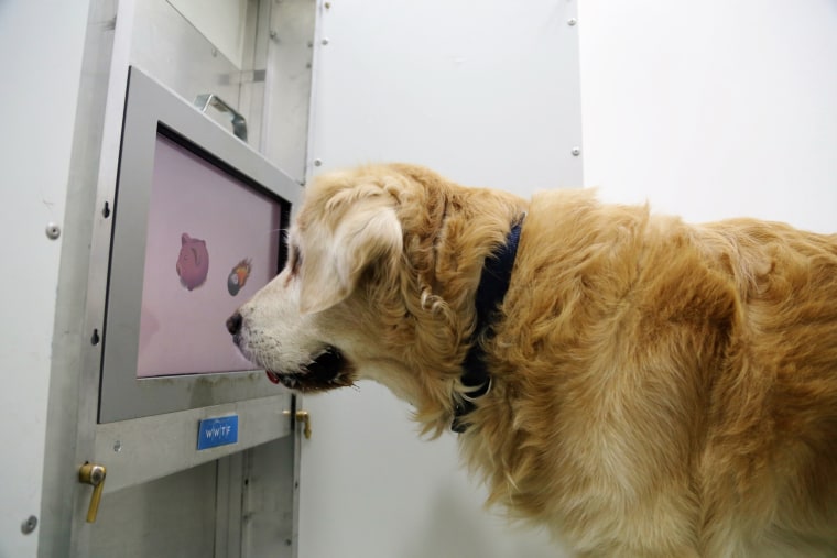 Image: A dog interacts with a computer game