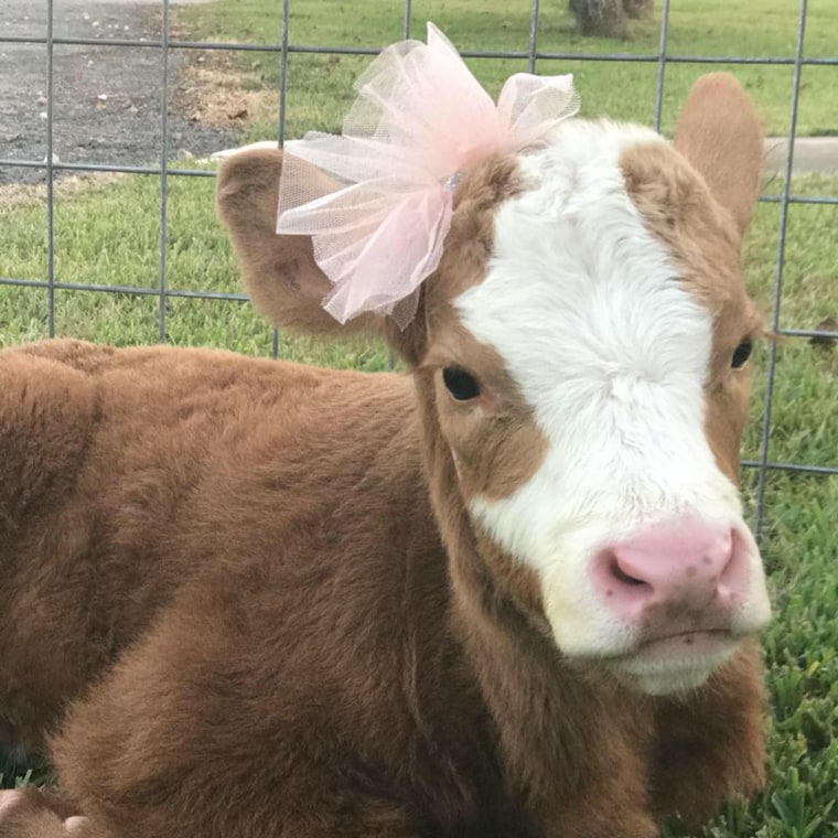 Harveigh the cow