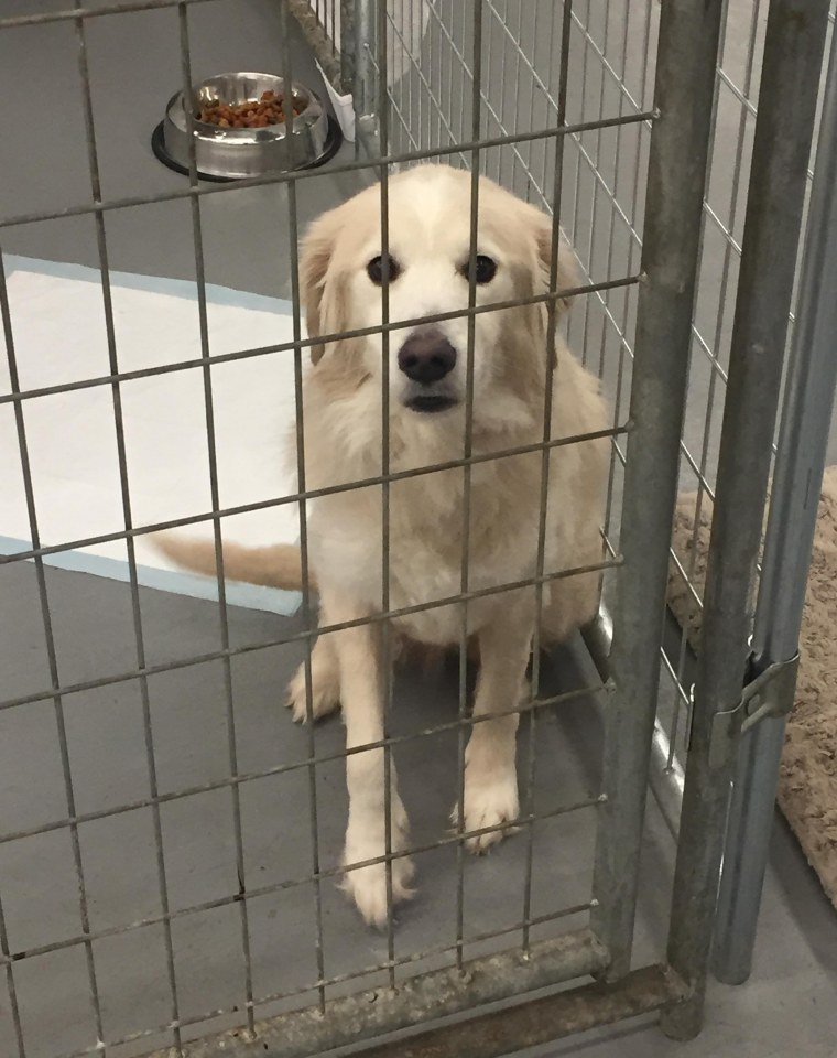 Dog holds rescuers hand on drive home