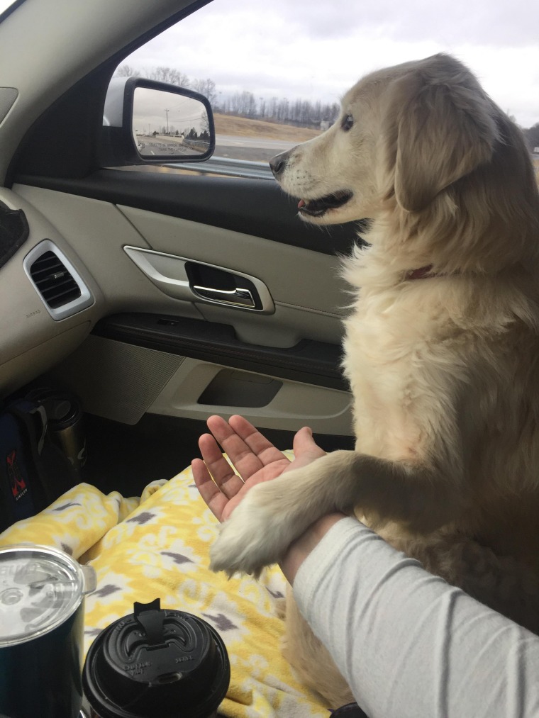 Grateful dog holds rescuer's hand on car ride home